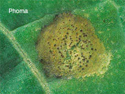 funghi phona