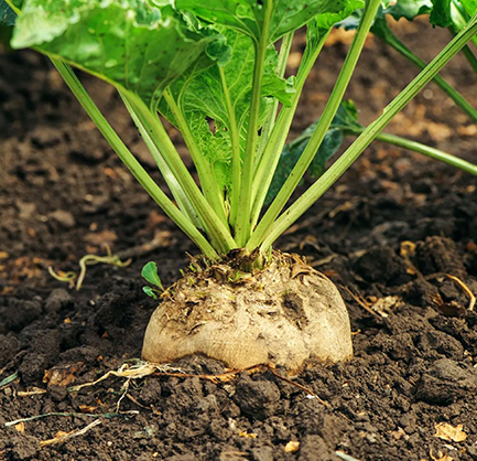 barbabietola mycofertil