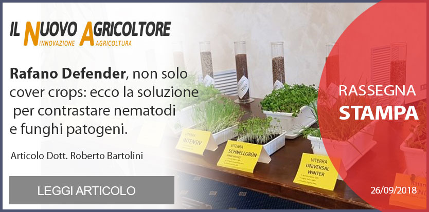 Sovesci Cover Crops Rafano defender